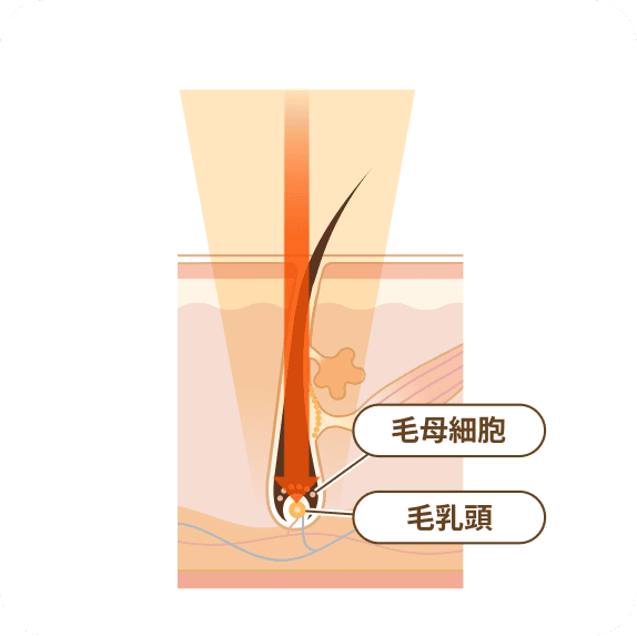毛母細胞と毛乳頭