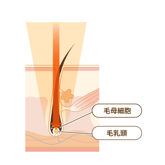 毛母細胞と毛乳頭